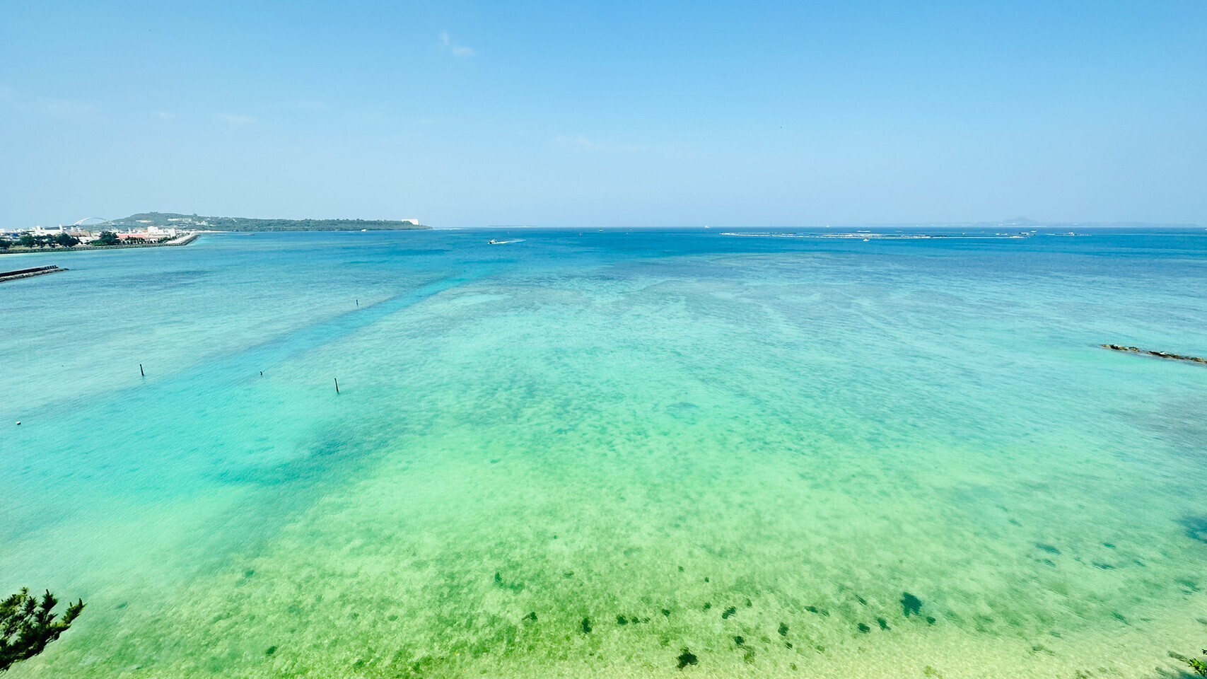 目の前のビーチにいる沖縄の生き物たち