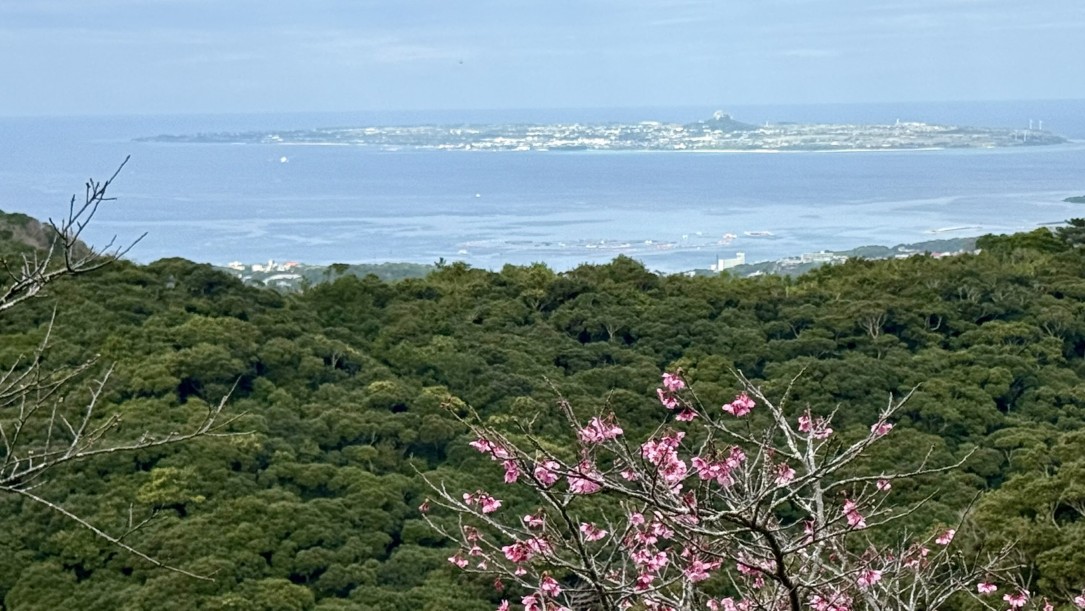 本部町さくら祭り